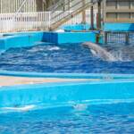 Oceanografic Valencia, Delfine, Meeressäuger, Ozeanbewohner, Sprung, Säugetiere, Wasserbewohner, schlau, springen