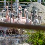 Oceanografic Valencia, Flamingos, Vogel, Vögel, rosa