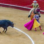 Stierkampf in Valencia, Corrida, Corrida de Toros, Pferd, Pferde, Picadores, Ross, Spanien, Stier, Stierkampf, Stierkampfarena, Torero, Toro, Valencia, cavallo, equino, horse