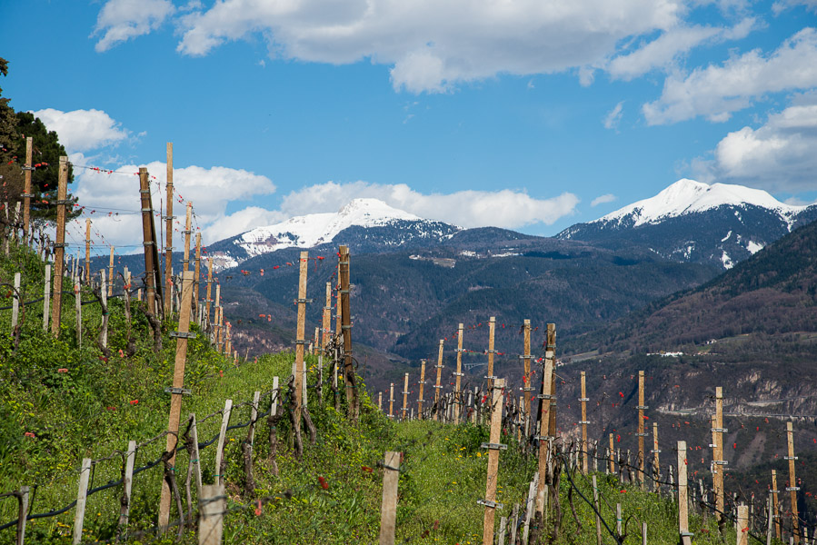 Weinberge vor weißen Dolomitengipfel