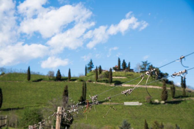 Blick auf den Weinberg Kastelaz - Frühling in Tramin