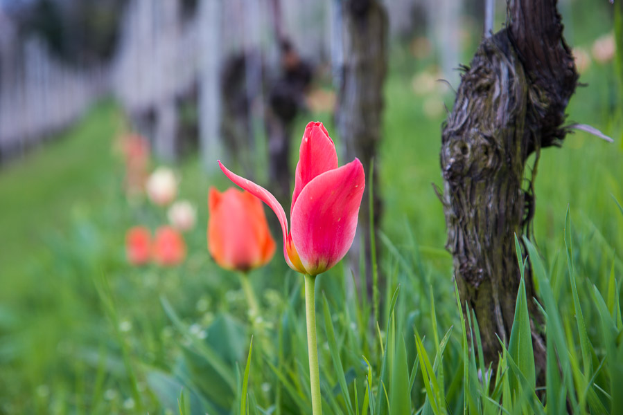 Tulpen in den Weinbergen von Tramin