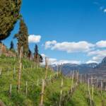 Weinberge vor weißen Dolomitengipfel, Corno Bianco, Corno nero, Frühjahr, Frühling, Schwarzhorn, Weinberg, Weinberge, Weisshorn, Weißhorn, vigna, vigneto, vineyard