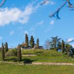 Kastelatz Weinberg über Tramin im Frühling, Frühjahr, Frühling, Kastelaz, Termeno, Tramin, Weinberg, Weinberge, Zypresse, Zypressen, cipresso, cypress, grün, mediterran, vigna, vigneto, vineyard