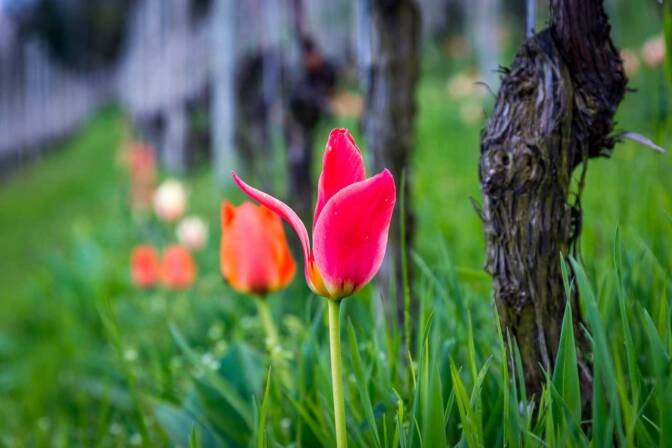 Tulpen in den Weinbergen von Tramin
