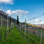 Frühling Tramin, Termeno, Tramin, Tulipa, Tulpen, Weinberg, Weinberge, vigna, vigneto, vineyard