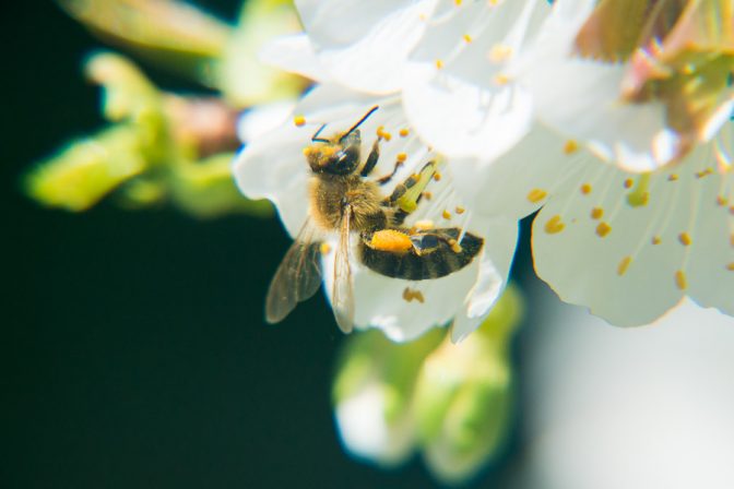 Die Kirschblüte ist der Apfelblüte ein zwei Wochen vorraus