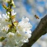 Kirschbaumblüte mit Bienen