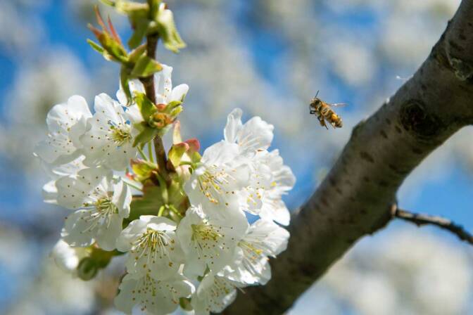 Die Kirschblüte ist der Apfelblüte ein zwei Wochen voraus. Hier eine Biene die auf dem Urlaub auf den Bauernhof "Mandlhof" fleißig Honig sammelt.
