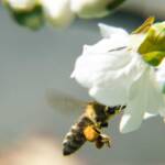 Kirschbaumblüte mit Bienen