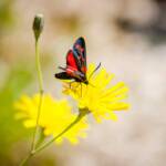 Hufeisenklee-Widderchen (Zygaena transalpina), Falter, Hufeisenklee-Widderchen, Kleewidderchen, Neuflügler, Schmetterling, Schmetterlinge, Zygaena lonicerae, schwarzrot