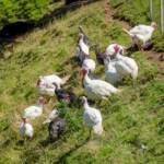 Truthähne, Truthahn