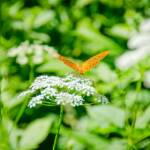 Schmetterling C-Falter, Argynnis paphia, Falter, Kaisermantel, Neuflügler, Schmetterling, Schmetterlinge, orange