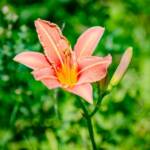 Blume Feuerlilie, Feuerlilie, Lilium bulbiferum, Rot