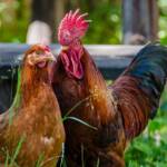 Hahn und Henne, Federvieh, Geflügel, Gigger, Gockel, Hahn, Henne, Hennen, Hühnervögel