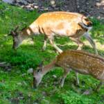 Hirschkuh, Dammwild, Geweihträger, Hirsch, Hirsche, Hirschkuh, Rotwild, cervidae, cervo, deer, hart