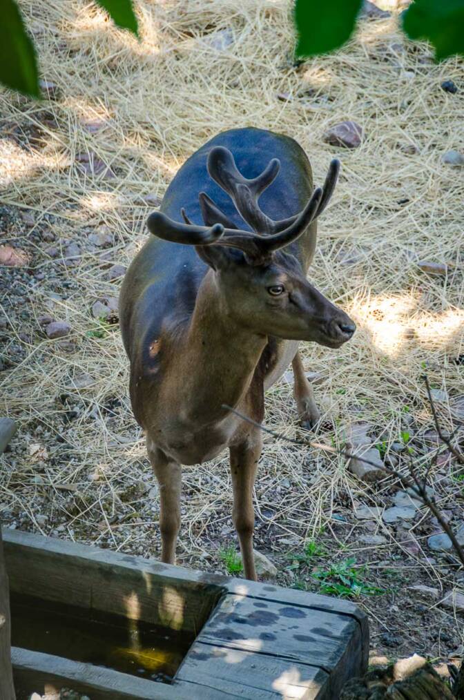 Hirsch beim Gasthaus Jäger in Obersirmian
