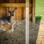 Hirsche, Dammwild, Geweihträger, Hirsch, Hirsche, Rotwild, cervidae, cervo, deer, hart