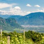 Bozen mit Rosengarten, Bolzano, Bozen, Catinaccio, Dolomitenblick, Kohlern, Landeshauptstadt Südtirol, Rosengarten, Rosengartengruppe