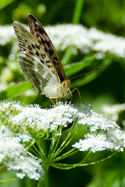 Schmetterling Perlmuttfalter
