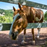 , Pferd, Pferde, Ross, cavallo, equino, horse