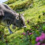 Kuh mit Kuhglocke, Alm, Kuh, Matte, Weide