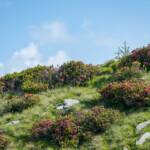 Alpenrosen, Almrausch, Almrose, Almrosen, Alpenrose, Alpenrosen, Rhododendren, Rhododendron