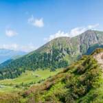 Almweg am Hirzer, Alm, Almenweg, Almrausch, Almrose, Almrosen, Alpenrose, Alpenrosen, Hintereggalm, Hirzeralm, Mahdalm, Matte, Passeiertal, Rhododendren, Rhododendron, Wanderweg, Weide, sentiero