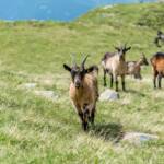 Ziegen, Ziege, Ziegen, Ziegenartige, capra, geiss, geissen, goat