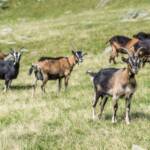 Ziegen, Ziege, Ziegen, Ziegenartige, capra, geiss, geissen, goat