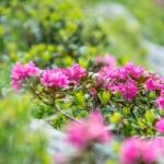 Alpenrosen, Almrausch, Almrose, Almrosen, Alpenrose, Alpenrosen, Rhododendren, Rhododendron