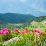 Alpenrosen, Almrausch, Almrose, Almrosen, Alpenrose, Alpenrosen, Hintereggalm, Mahdalm, Rhododendren, Rhododendron, rosa