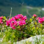Alpenrosen, Almrausch, Almrose, Almrosen, Alpenrose, Alpenrosen, Rhododendren, Rhododendron, rosa