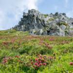 Alpenrosen, Almrausch, Almrose, Almrosen, Alpenrose, Alpenrosen, Rhododendren, Rhododendron, rosa