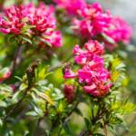 Alpenrosen, Almrausch, Almrose, Almrosen, Alpenrose, Alpenrosen, Biene, Bienen, Rhododendren, Rhododendron, Rot, rosa