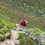 Wanderer auf der Hirzer Alm, Almenweg, Almrausch, Almrose, Almrosen, Alpenrose, Alpenrosen, Rhododendren, Rhododendron, Wanderer, wandern