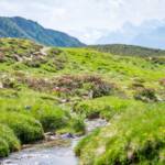 Almrausch, Almrose, Almrosen, Alpenrose, Alpenrosen, Bach, Rhododendren, Rhododendron