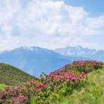 Blick von der Hirzer Alm in Richtung Texelgruppe und Ötztaler Alpen, Alpenrosen
