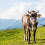 Kalb auf der Hirzer Alm, Kalb, Kuh