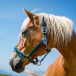 Pferde Rittner Horn, Haflinger, Pferd, Pferde, Ross, cavallo, equino, horse