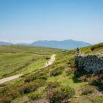 Wanderung Rittner Horn, Almenweg, Almrausch, Almrose, Almrosen, Almweg, Alpenrose, Alpenrosen, Rhododendren, Rhododendron, Rittner Horn