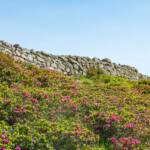 Wanderung Rittner Horn Sarner Scharte, Almrausch, Almrose, Almrosen, Alpenrose, Alpenrosen, Rhododendren, Rhododendron