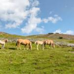 Wanderung Rittner Horn Sarner Scharte, Haflinger, Rittner Horn