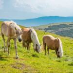 Wanderung Rittner Horn Pferde, Haflinger, Pferd, Pferde, Ross, cavallo, equino, horse