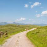 Wanderung Rittner Horn Pferde, Almweg, Haflinger, Pferd, Pferde, Ross, cavallo, equino, horse