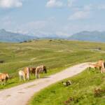 Wanderung Rittner Horn Pferde, Almweg, Haflinger, Pferd, Pferde, Ross, cavallo, equino, horse