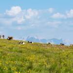 Wanderung Rittner Horn Sarner Scharte, Alm, Dolomitenblick, Kühe, Matte, Rittner Horn, Weide