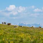 Wanderung Rittner Horn Sarner Scharte, Kuh, Rittner Horn