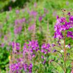 Wanderung Gummerer Hof – Überetscher Hütte, Wiesenblumen