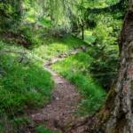 Wanderung Gummerer Hof – Überetscher Hütte, Pfad, Steig, Waldweg, path
